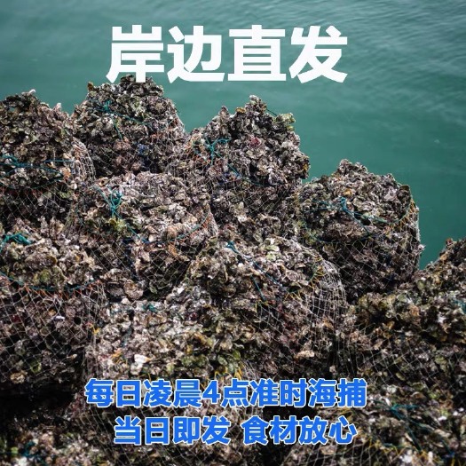 如东县牡蛎  新鲜现捞生蚝鲜活一箱特大即食新鲜海鲜水产。现货秒发，12小时