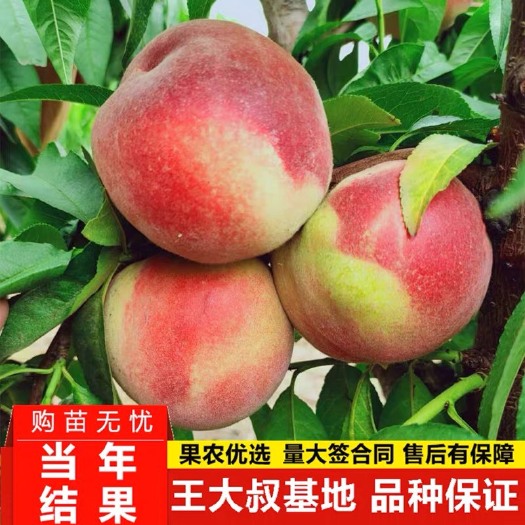 杭州水蜜桃苗耐寒蜜雪桃树苗 盆栽地栽桃树苗 南方北方种植当年结果
