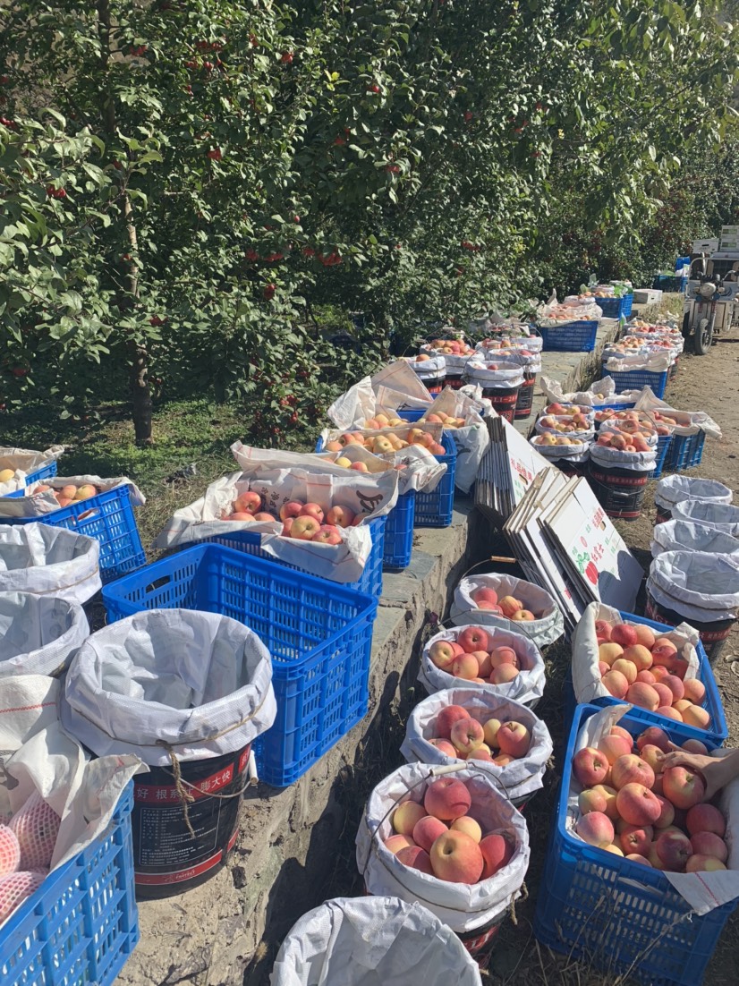 红富士苹果  富士苹果种植20年经验，位于北京市门头沟雁翅镇太子墓产区，