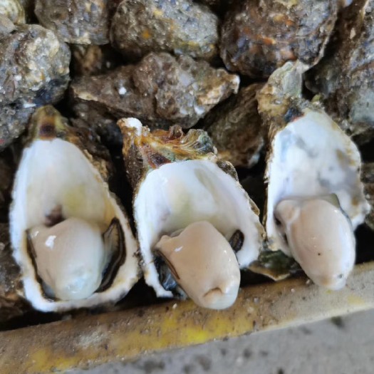 攸县牡蛎  新鲜现捞生蚝鲜活一箱特大即食新鲜海鲜水产。现货秒发，12小时