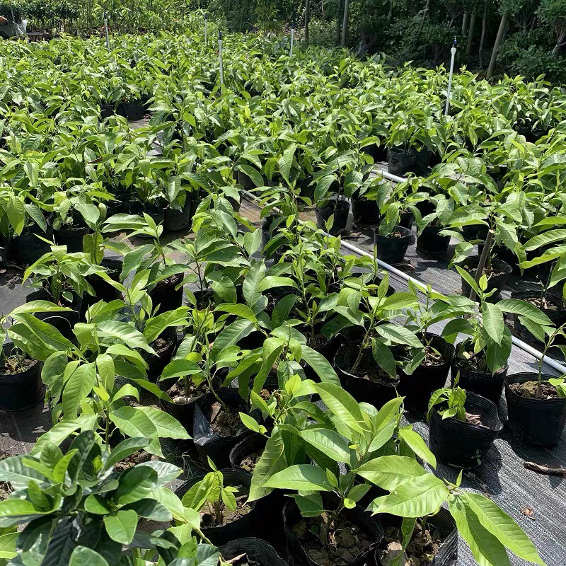 白兰花盆栽花卉观植物室内阳台庭院黄兰四季开花浓香型白兰带花苞