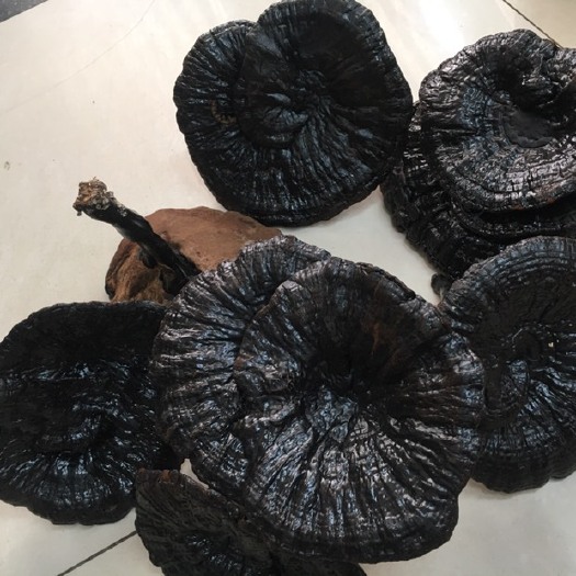 玉林广西黑灵芝 味浓郁不苦送礼大方(不包邮)