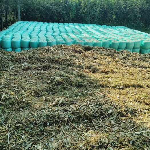 宿州玉米青贮草 全株玉米青储现货。黄储。