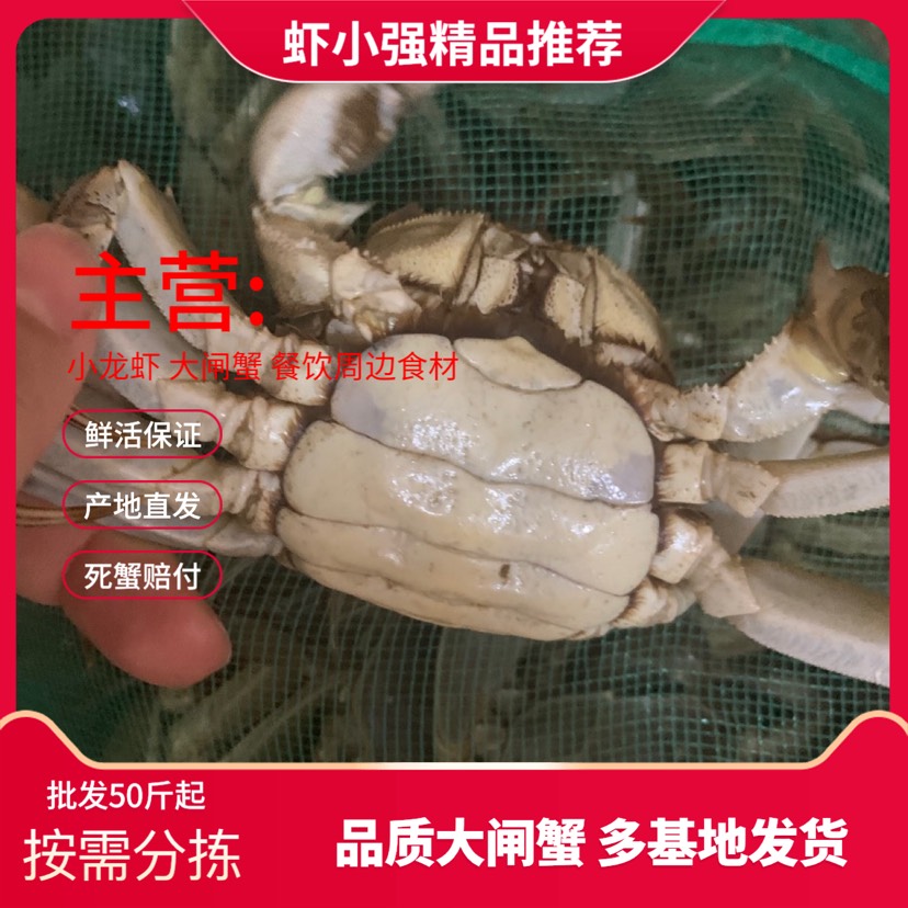 兴化市江苏大闸蟹 红膏蟹 高淳蟹 大闸蟹 母蟹