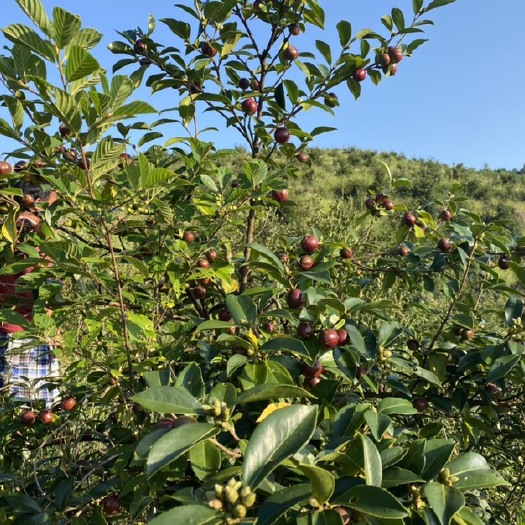 施秉县油茶种子 