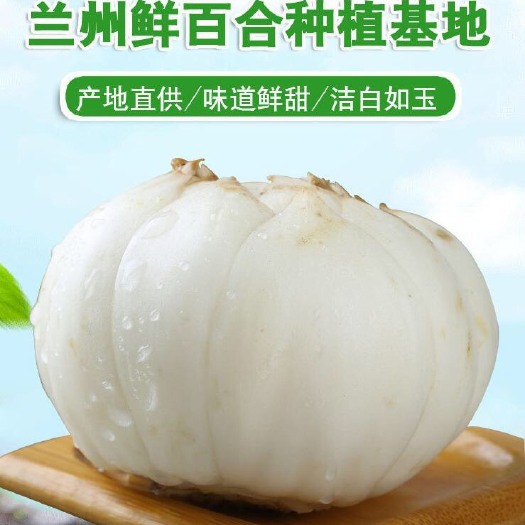 兰州百合种子  兰州七里河西果园百合母子/籽种/种子 百合种球
