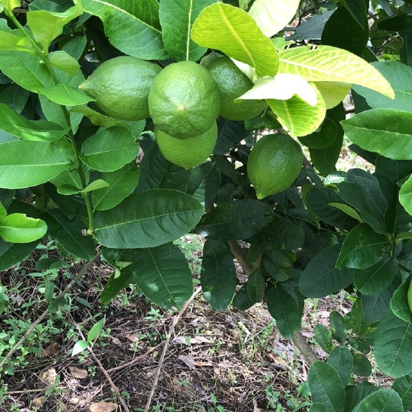 香水柠檬 绿色 无籽 