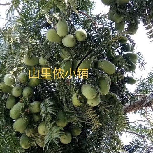 诸暨市香榧  山里侬小铺