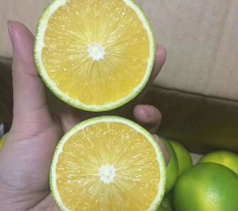 平和縣青秋臍橙 青橙自家果園一手貨源支持批發一件代發團購
