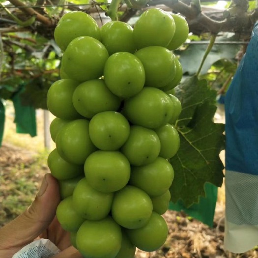 绥中县阳光玫瑰葡萄苗  5bb嫁接的阳光玫瑰