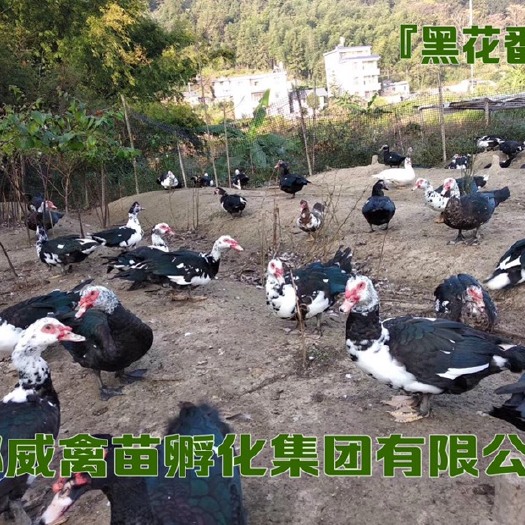 贵阳黑番鸭苗 （火鸭、洋鸭、花番）大种
