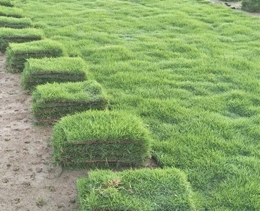 邻水县 草