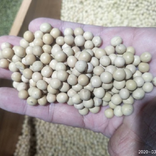 博乐市大豆  蛋白含量高，杂质低，水份少，适合豆制品加工！