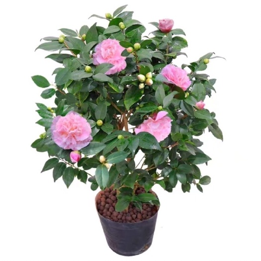 宁海县烈香  香妃浓香型茶花盆栽山茶花四季开花室内植物五色赤丹树苗耐寒花卉