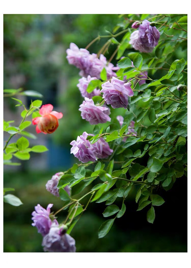 浓香藤本月季蓝色阴雨阳台庭院爬藤玫瑰花四季开多花蔷薇花苗花卉