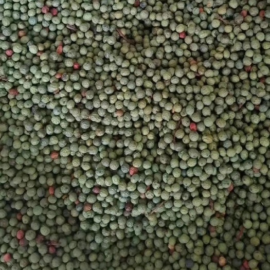 基地产新黄连木种子  发芽率高送技术