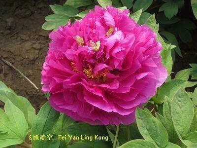 菏泽观赏牡丹 菏泽牡丹各种品种，各种颜色