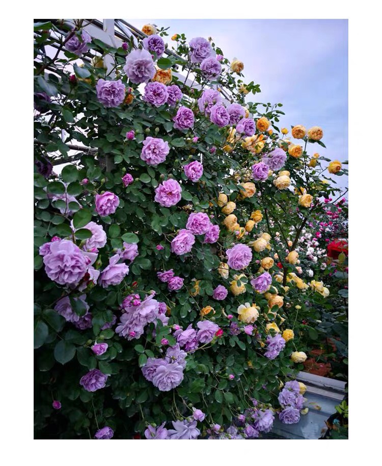 浓香藤本月季蓝色阴雨阳台庭院爬藤玫瑰花四季开多花蔷薇花苗花卉