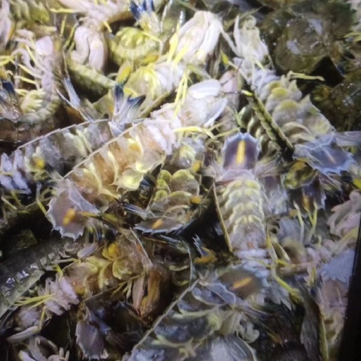 饶平县 精品皮皮虾每一只都是精挑细选，好无瑕，精品中的霸主