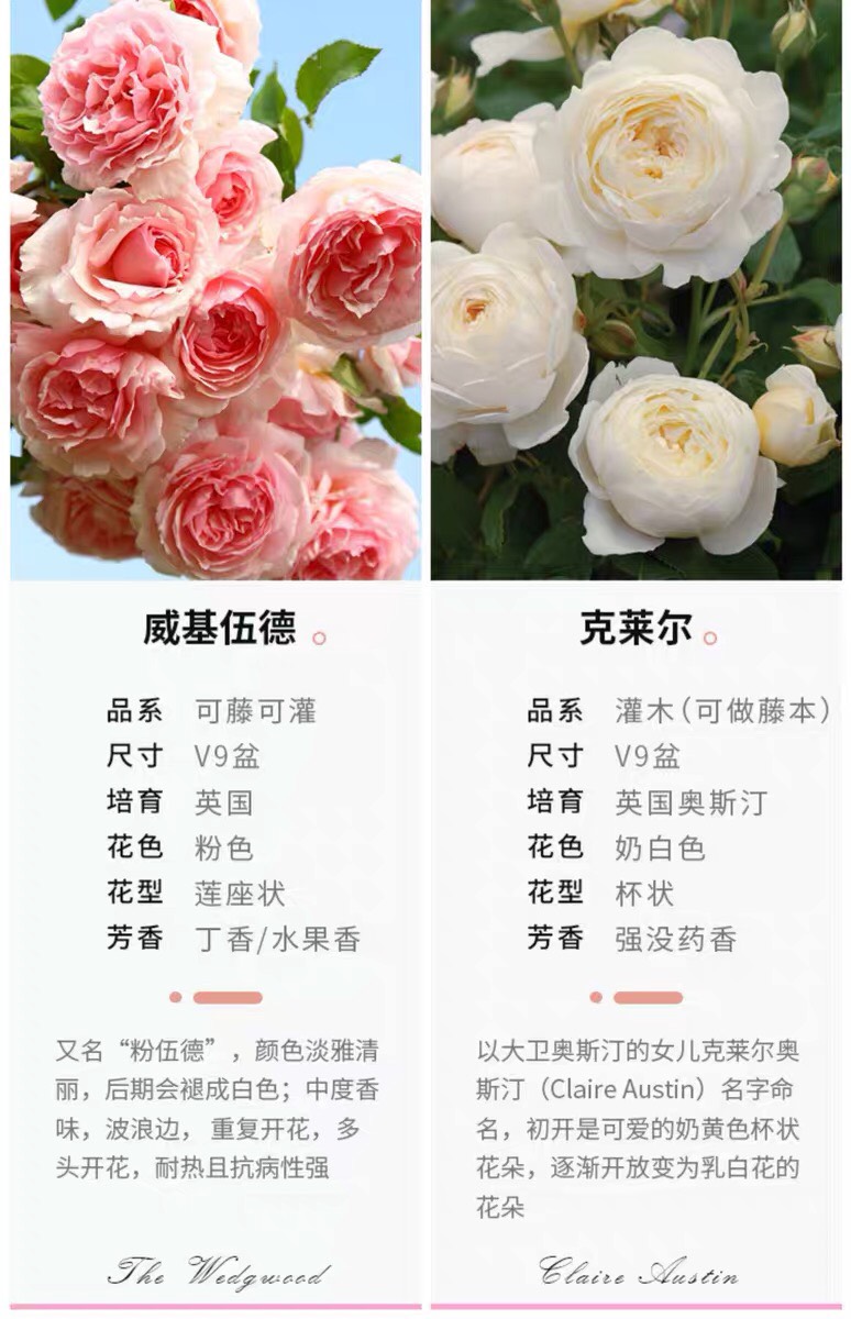 浓香藤本月季蓝色阴雨阳台庭院爬藤玫瑰花四季开多花蔷薇花苗花卉