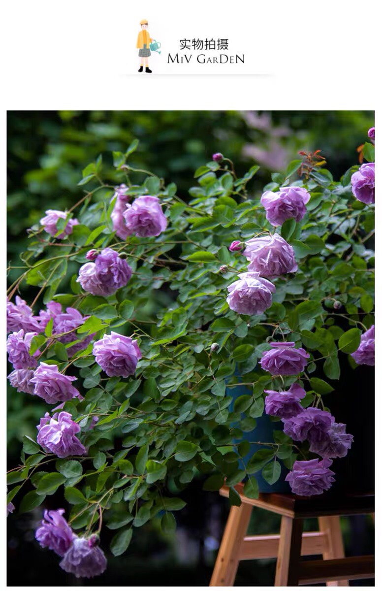 浓香藤本月季蓝色阴雨阳台庭院爬藤玫瑰花四季开多花蔷薇花苗花卉