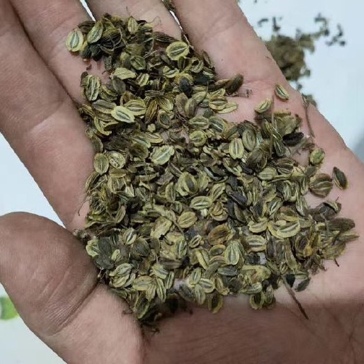 茂县独活种子 