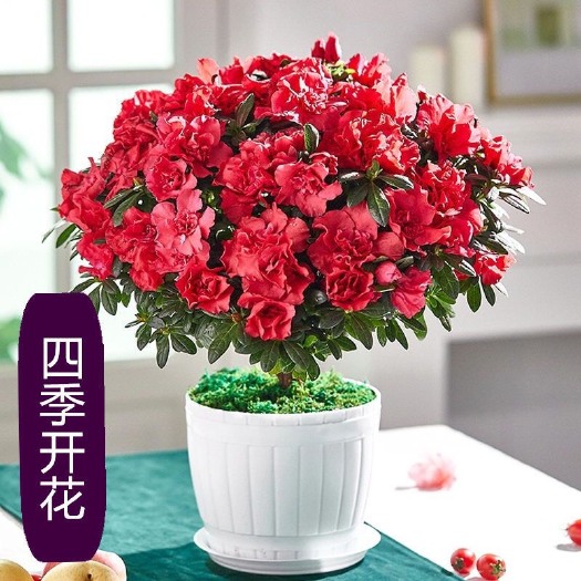 宁海县国旗红杜鹃  四季开花绿植比利时杜鹃花客厅阳台观花植物易活耐寒花卉带苞发货