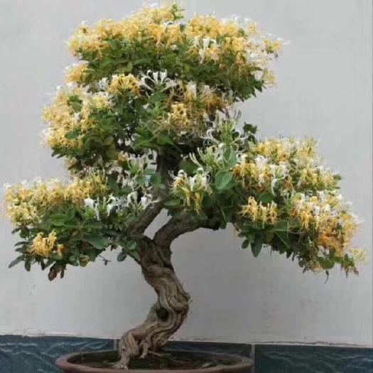 聊城金银木  精品造型金银花树桩