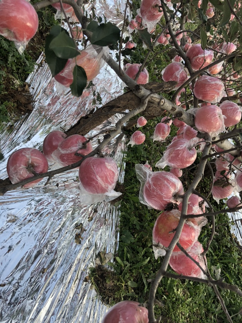 礼泉红富士 75以上，纸加膜