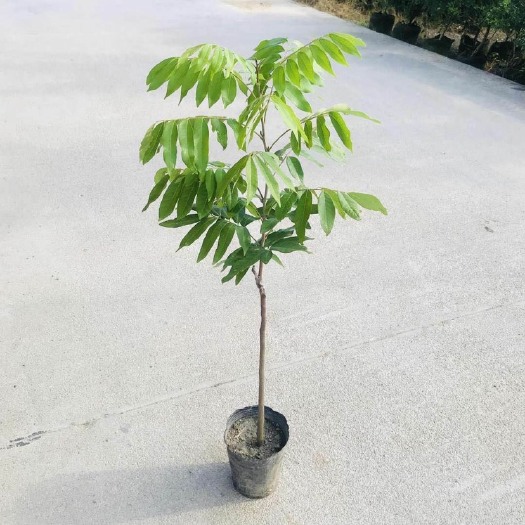 灵山县四季￼龙眼苗￼￼