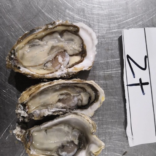 乳山市阳江市生蚝 海水 1-2两/只 2-3两/只 3-4两/只 4-5两/只 5-6两/只 6两以上/只   鲜活水产 