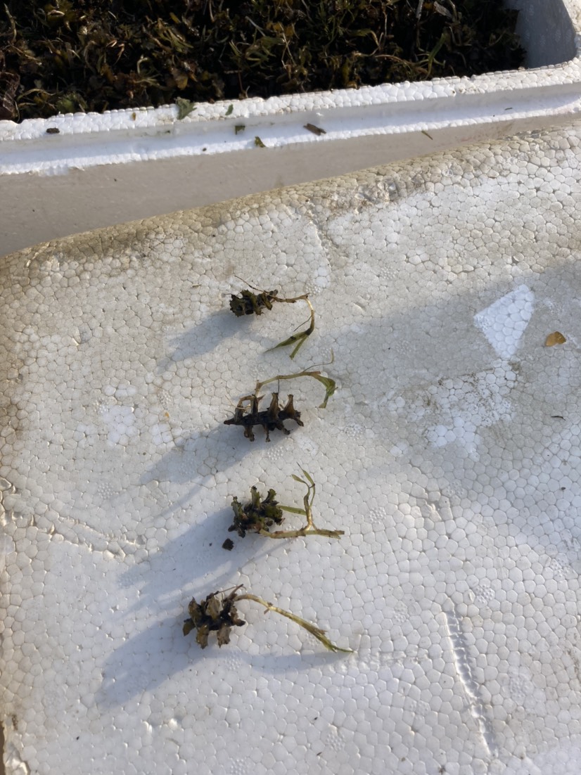 微山县菹草 菹草苗，麦黄草种子、菹草种子