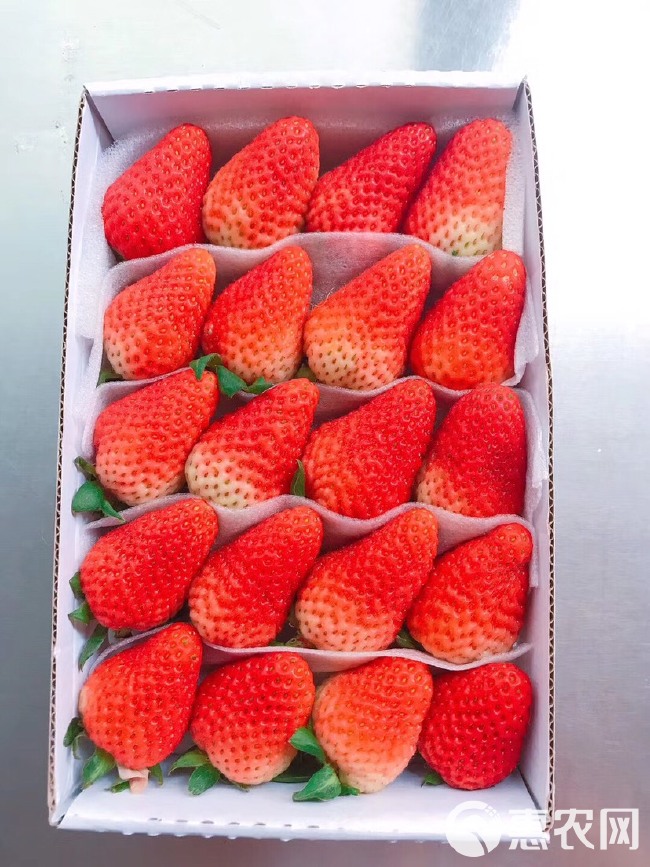 双流草莓巧克力草莓烘培蛋糕奶茶糖葫芦专用草莓一件包邮到家包售