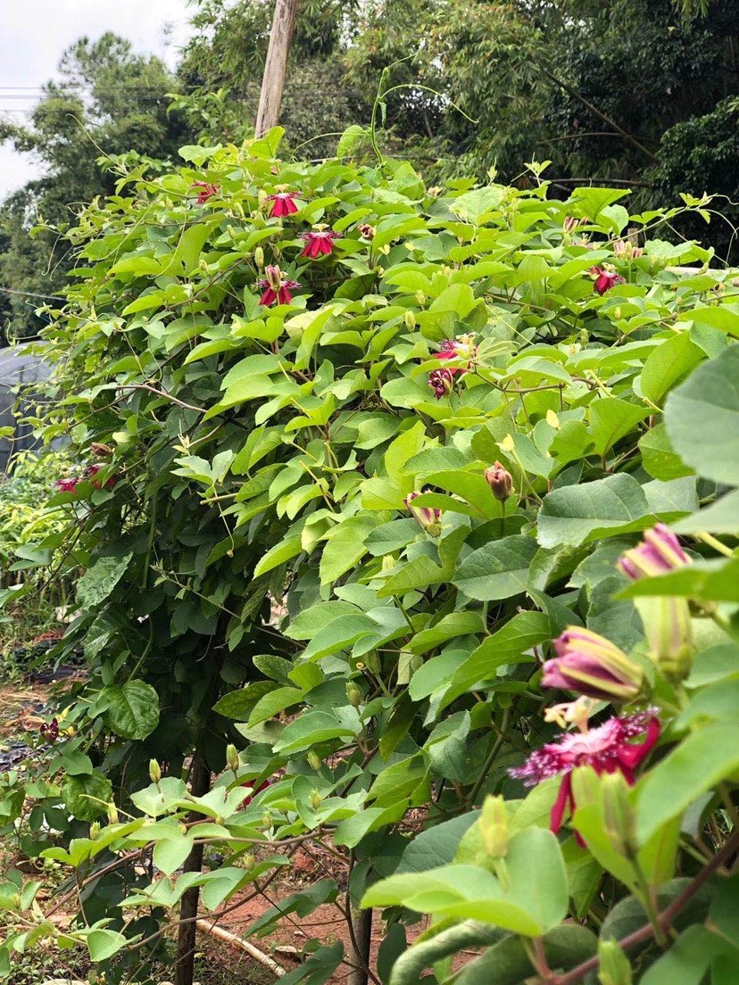 荔枝味百香果苗 西瓜百香果苗￼