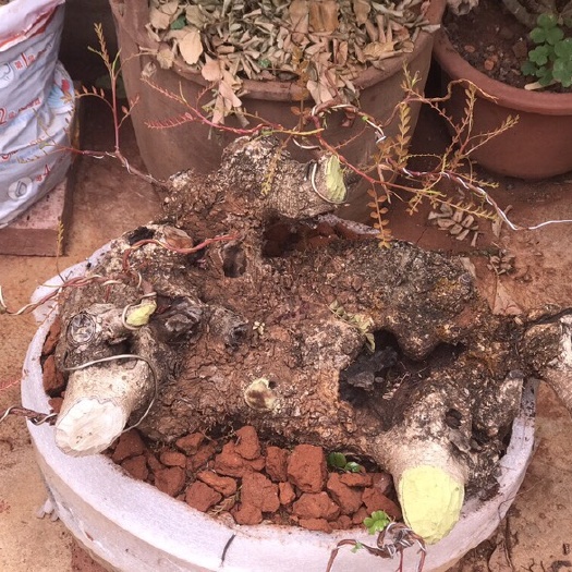 蒙自市清香木盆栽 云南红芽清香木