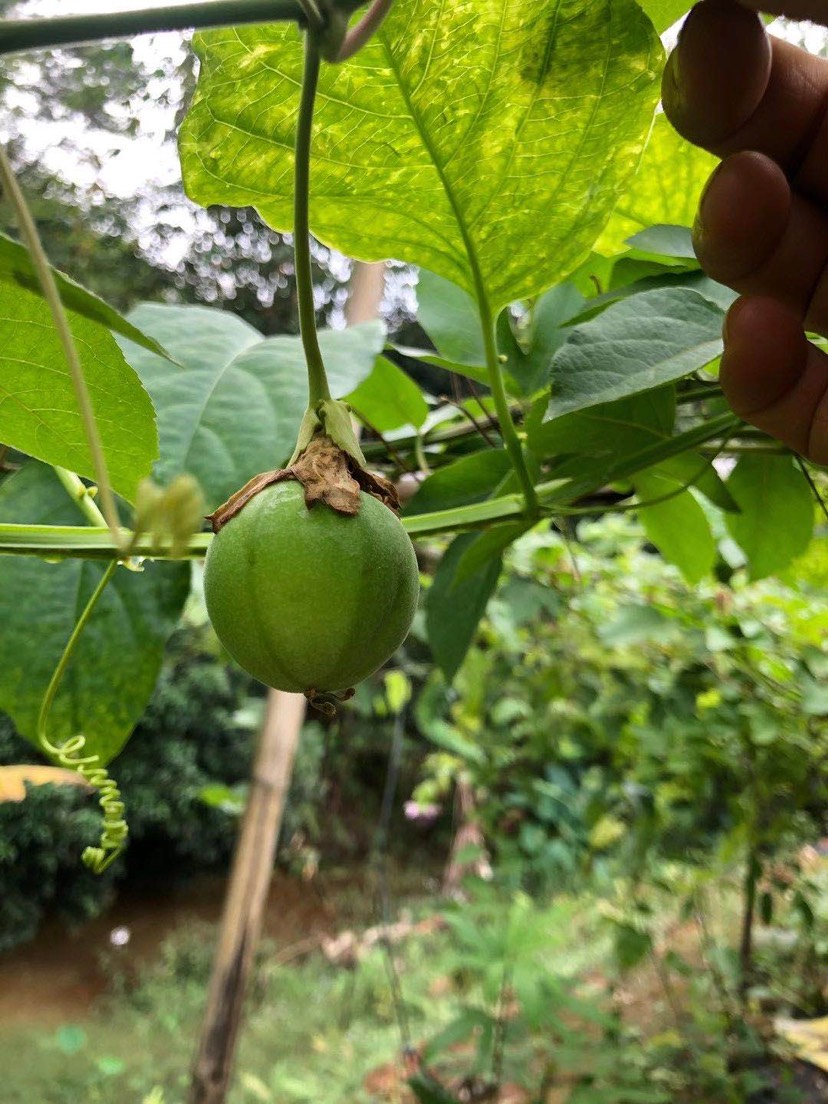 荔枝味百香果苗 西瓜百香果苗￼