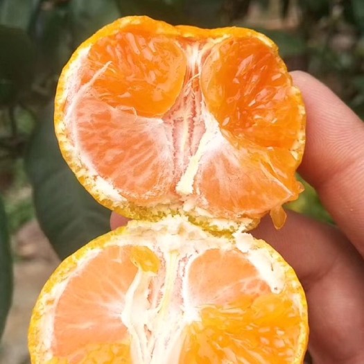 金秋砂糖桔 