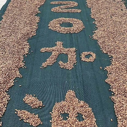 嵊州市香榧