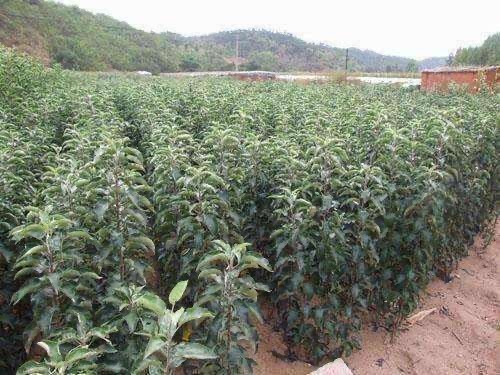 威海红富士苹果苗  黄金维纳斯，富士6号8号……乔化矮化都有……