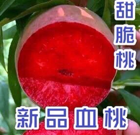 平邑县桃树苗，新品种血桃苗，基地直销，现挖现卖，包技术管理