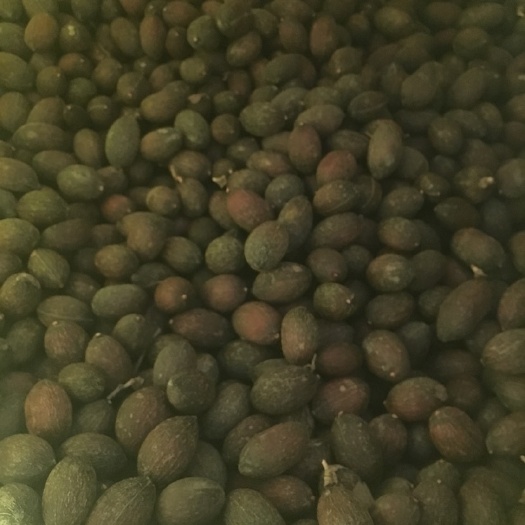 江门正宗葵树籽