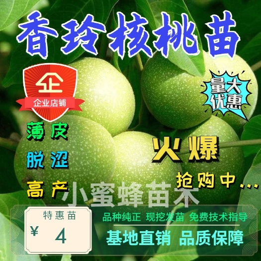 平邑县 香玲核桃苗 薄皮自然脱涩 基地直销 现挖发货 保成活包品种