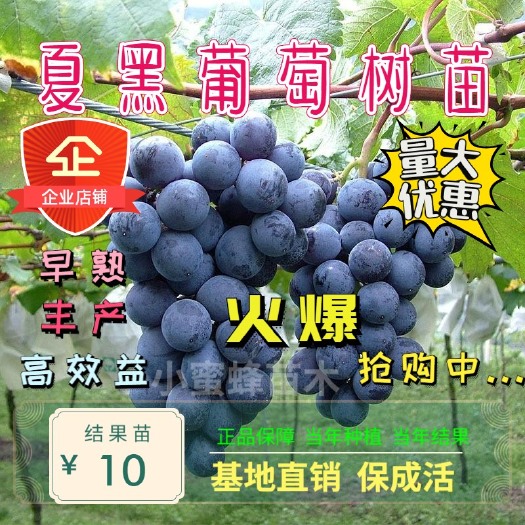平邑县 夏黑葡萄苗 早熟产量高 根系发达易成活 当年结果 品种保证