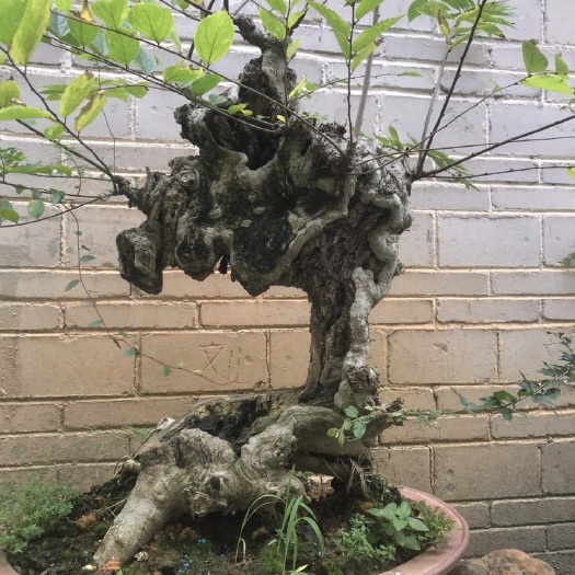 封开县沙朴 
