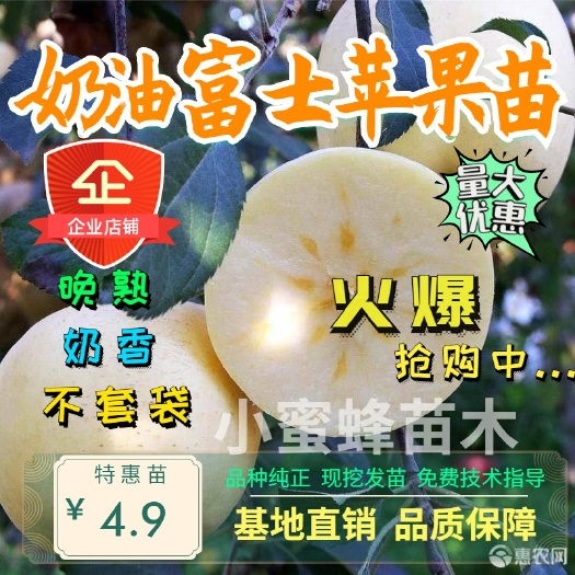 平邑县 奶油富士苹果苗 奶香浓郁口感好 产量高 基地直销包品种保成活