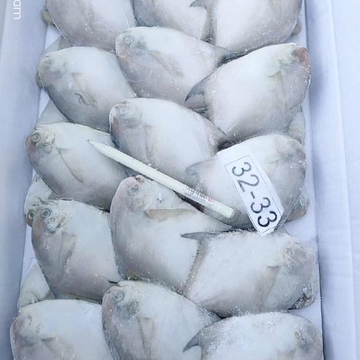 沈阳 白鲳鱼价格便宜质量好
