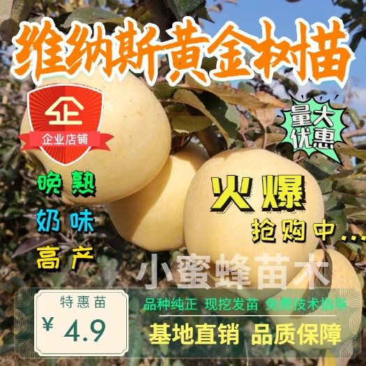 平邑县 维纳斯黄金苹果苗 香甜可口 产量高好管理 基地现挖发货