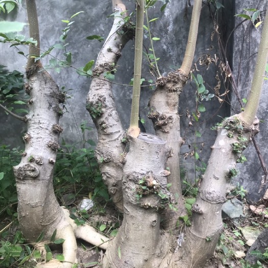 封开县沙朴 多杆朴树