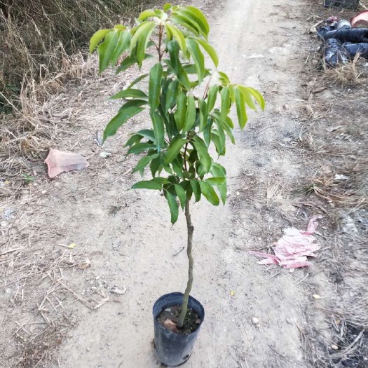 灵山县无核荔枝苗  无核荔枝