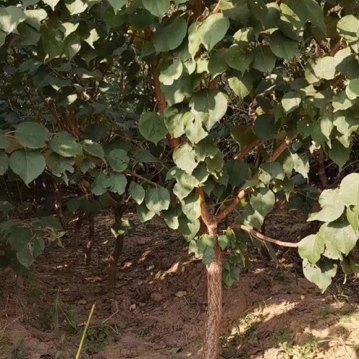 卢龙县寒富苹果树苗 